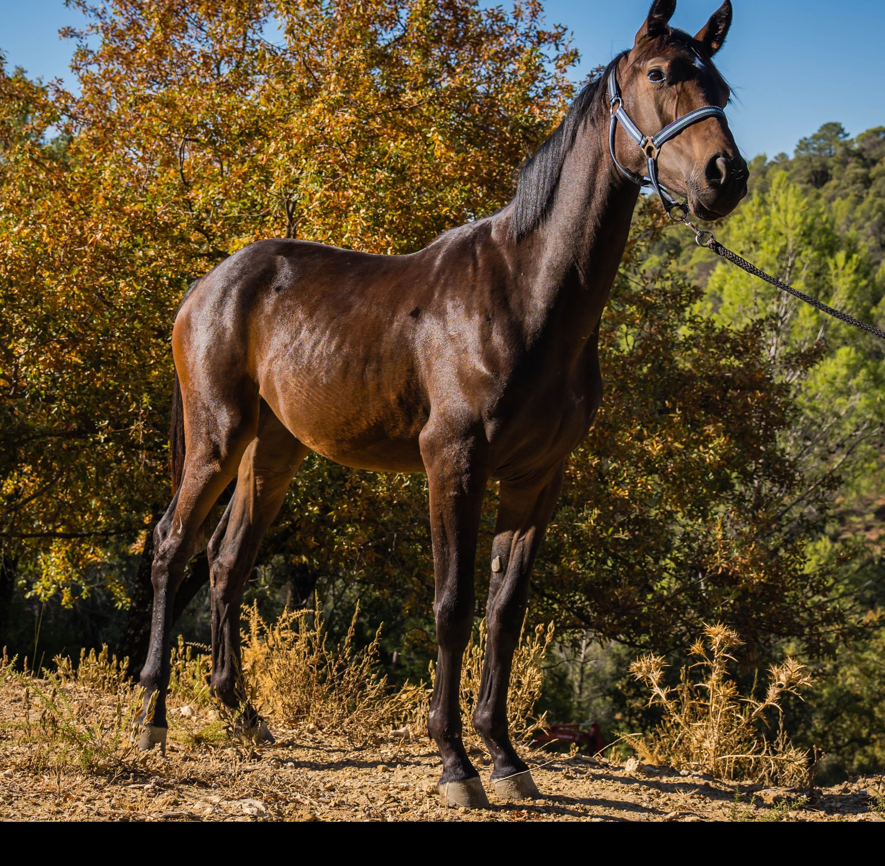 horse